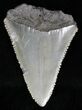 Fossil Great White Shark Tooth - #18534-1